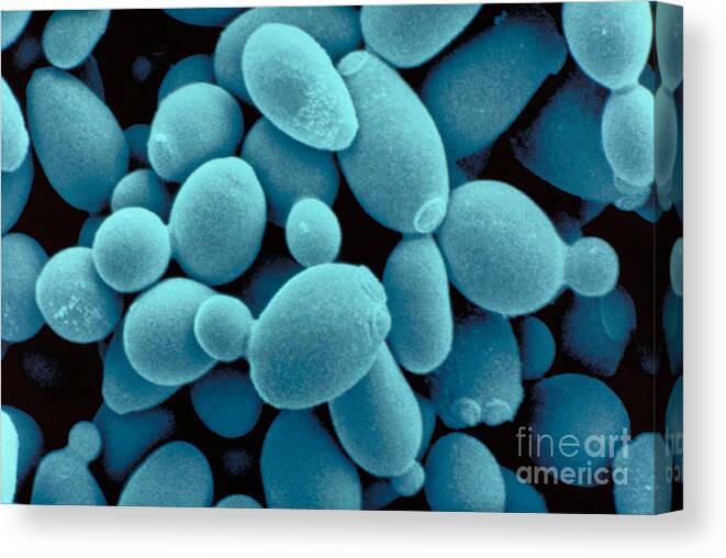 Saccharomyces Cerevisiae Yeast Canvas Print featuring the photograph Sachharomyces Cerevisiae Yeast by Scimat
