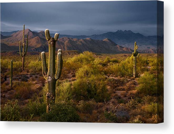 Arizona Canvas Print featuring the photograph Saguaro Sunset at Four Peaks Arizona by Dave Dilli