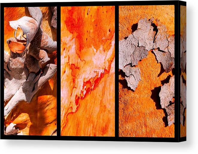 Australian Tree Bark Series By Lexa Harpell Canvas Print featuring the photograph Salmon Gum Tree Triptych #3 by Lexa Harpell