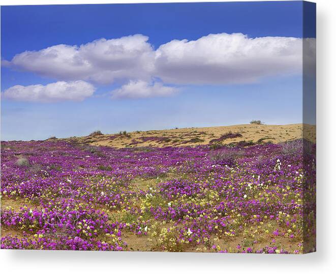 00175207 Canvas Print featuring the photograph Sand Verbena Carpeting The Dune by Tim Fitzharris