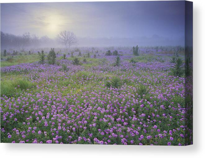 00170957 Canvas Print featuring the photograph Sand Verbena Flower Field At Sunrise by Tim Fitzharris