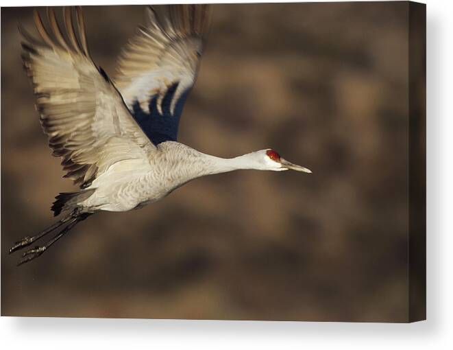 00173818 Canvas Print featuring the photograph Sandhill Crane Flying Bosque Del Apache by Tim Fitzharris