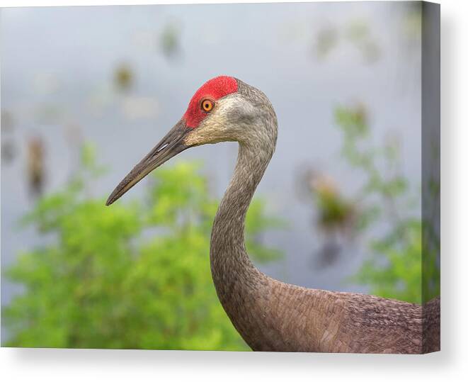 Birds Canvas Print featuring the photograph Sandie Profile by John M Bailey