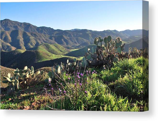 Tree Canvas Print featuring the photograph Santa Monica Mountains - Cactus Hillside View by Matt Quest
