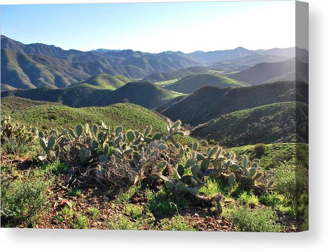 Tree Canvas Print featuring the photograph Santa Monica Mountains - Hills and Cactus by Matt Quest
