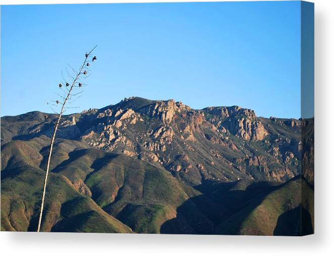 Tree Canvas Print featuring the photograph Santa Monica Mountains View by Matt Quest