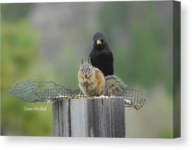 Squirrel Canvas Print featuring the photograph Say Cheese by Donna Blackhall