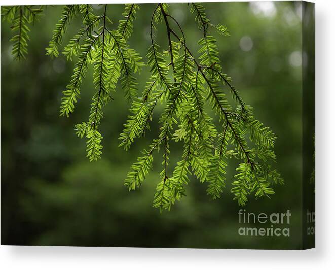 Pine Canvas Print featuring the photograph Scents Of Summer by Mike Eingle