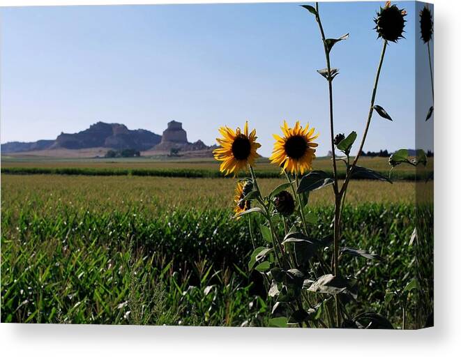 Sky Canvas Print featuring the photograph Scotts Bluff Nebraska Sunflower Landscape View by Matt Quest