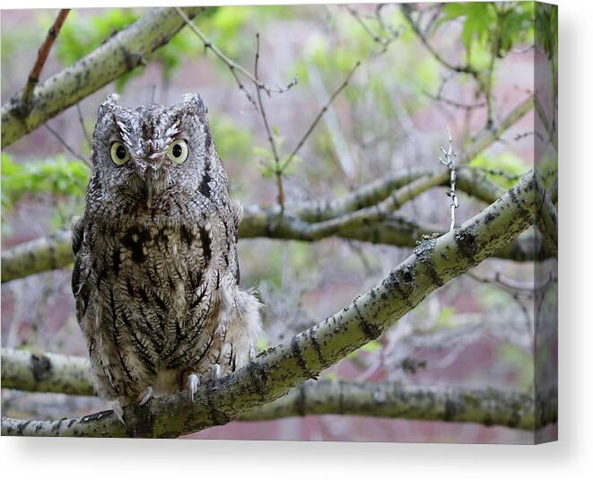 Screech Owl Canvas Print featuring the photograph Screech Owl Tree by Steve McKinzie