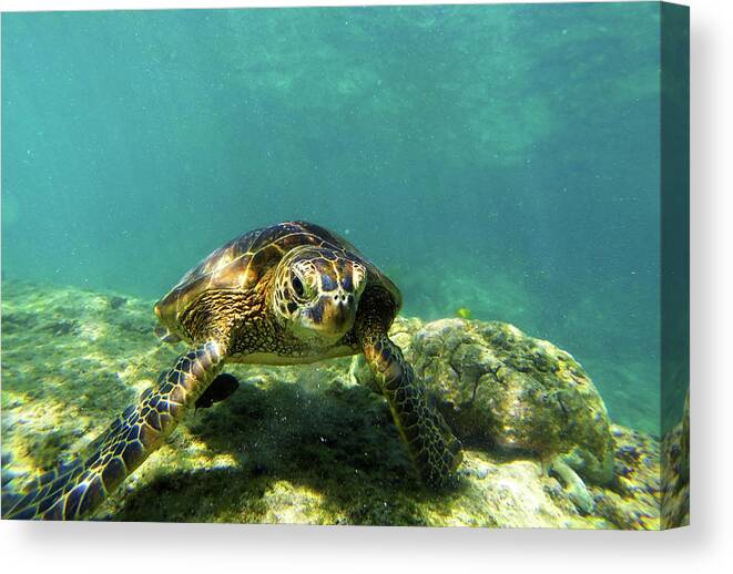 Sea Turtle Canvas Print featuring the photograph Sea Turtle #3 by Anthony Jones