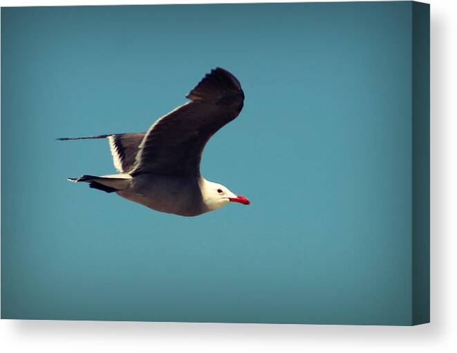 Bird Canvas Print featuring the photograph Seagull Aflight by Charles Benavidez