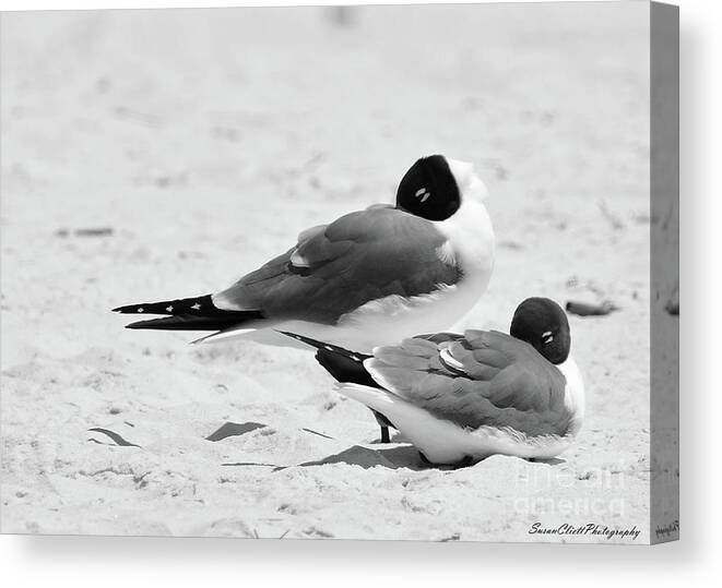 Beach Canvas Print featuring the photograph Seagull Nap Time by Susan Cliett