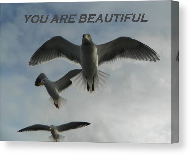 Gallery Of Hope Canvas Print featuring the photograph Seagulls You Are Beautiful by Gallery Of Hope 
