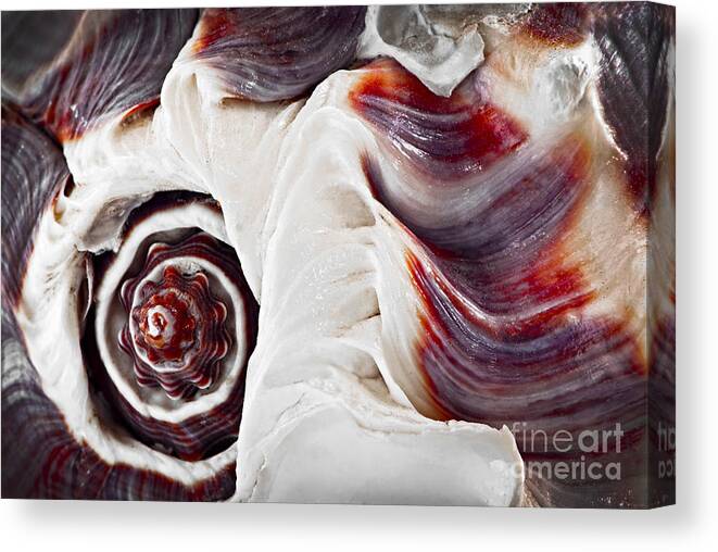 Shell Canvas Print featuring the photograph Seashell detail 4 by Elena Elisseeva