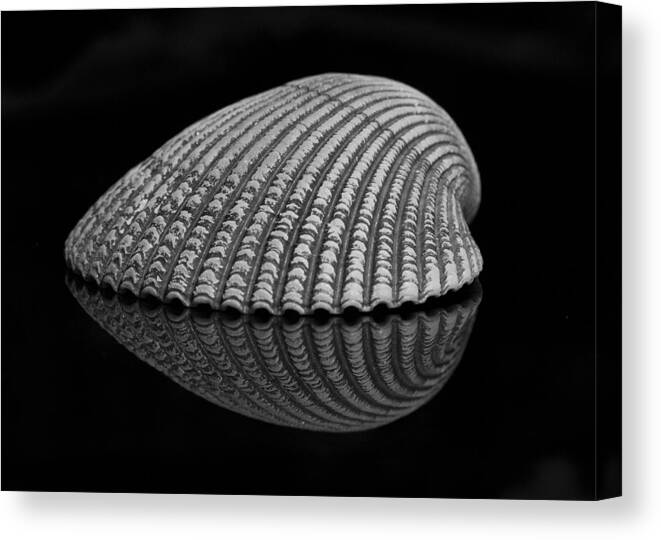 Seashell Canvas Print featuring the photograph Seashell Study by Morgan Wright