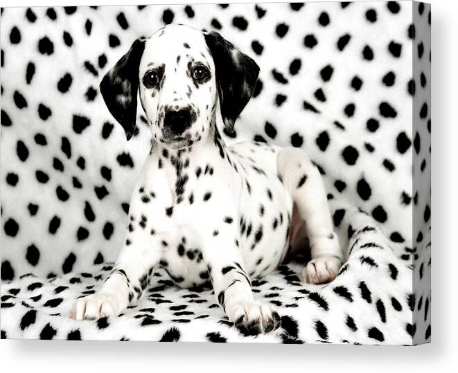 Dog Canvas Print featuring the photograph Seeing Spots by Joe Myeress