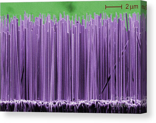 Science Canvas Print featuring the photograph Semiconductor Nanowires, Sem by Lorelle Mansfield/NIST
