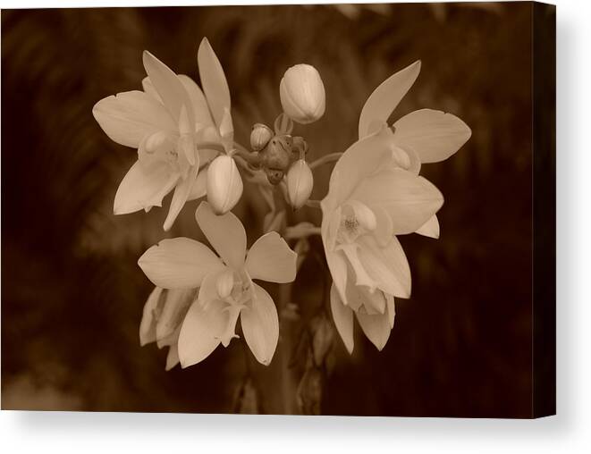 Macro Canvas Print featuring the photograph Sepia Flower by Rob Hans