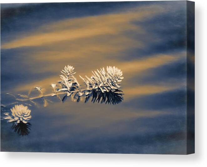 Water Canvas Print featuring the photograph Set Apart by Carolyn Marshall