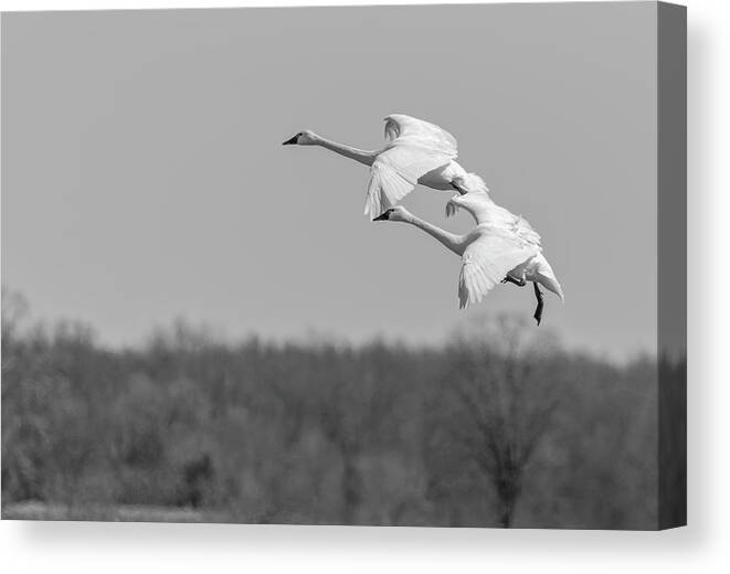 Tundra Swans (cygnus Columbianus) Canvas Print featuring the photograph Setting Down 20176-1 by Thomas Young