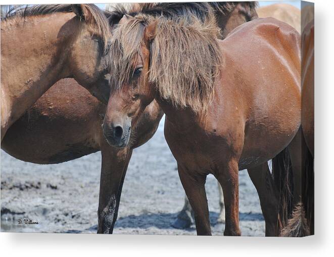 Pony Canvas Print featuring the photograph Shaggy Mane by Dan Williams