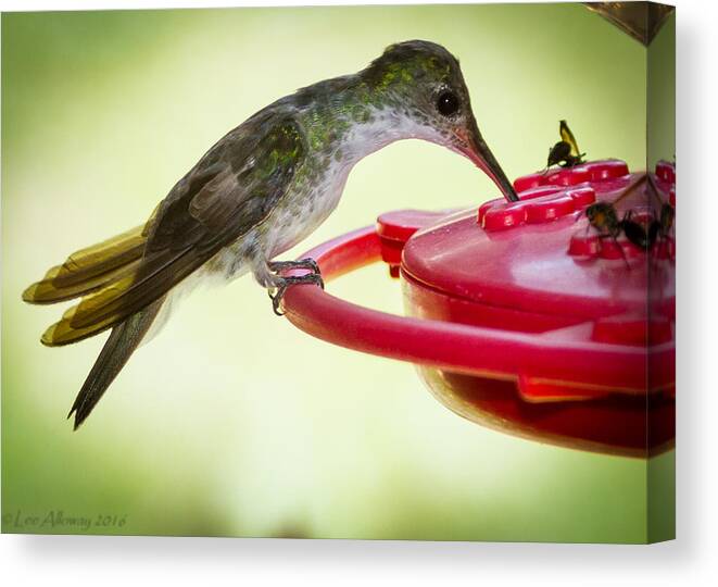 Nature Canvas Print featuring the photograph Sharing a Drink by Lee Alloway