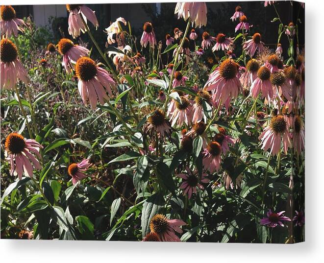 Wildflowers Canvas Print featuring the photograph Shooting Flowers by Annie Walczyk
