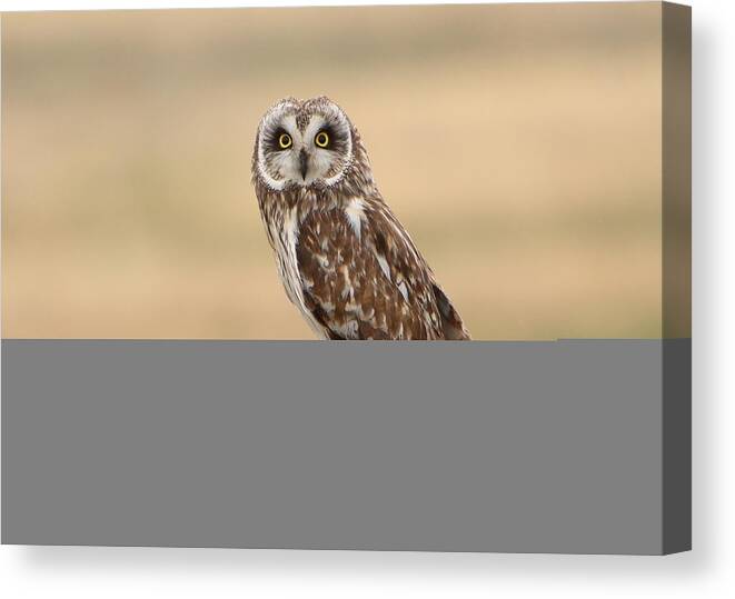 Big Eyes Canvas Print featuring the photograph Short Eared Owl by David Andersen