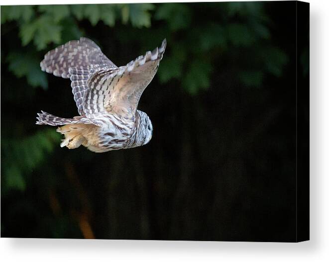 Owl Canvas Print featuring the photograph Show Is Over by Randy Hall