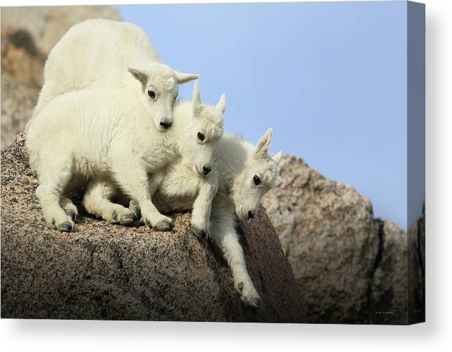 Siblings Canvas Print featuring the photograph Siblings by Brian Gustafson