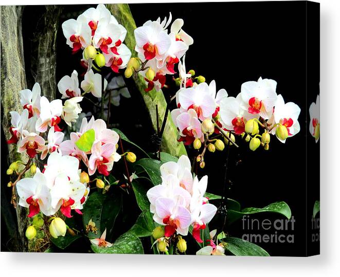 Singapore Orchid Canvas Print featuring the photograph Singapore Orchid 2 by Randall Weidner