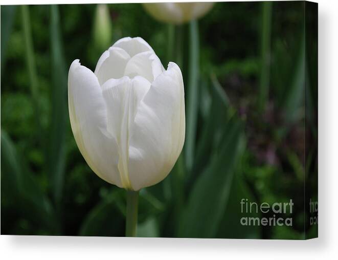 Tulip Canvas Print featuring the photograph Single Plain White Blooming Tulip Flower Blossom by DejaVu Designs
