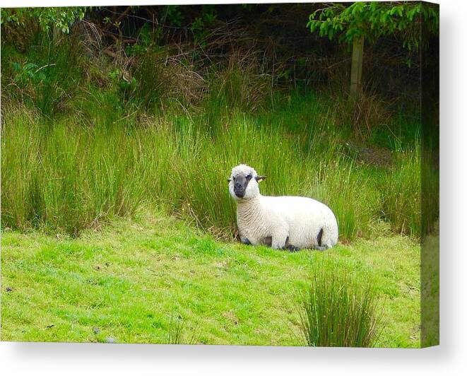 Ireland Canvas Print featuring the photograph Sitting sheep by Sue Morris
