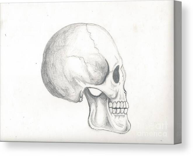 Pencil Canvas Print featuring the drawing Skull Study by Reed Novotny