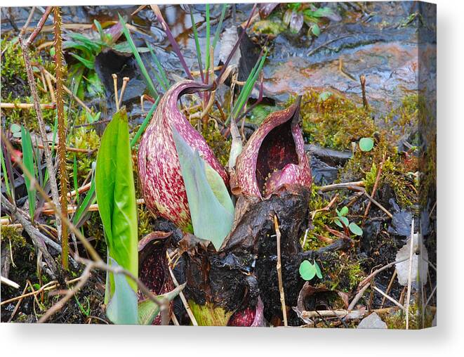 Skunk Cabbage Canvas Print featuring the photograph Skunk Cabbage 2801 by Michael Peychich