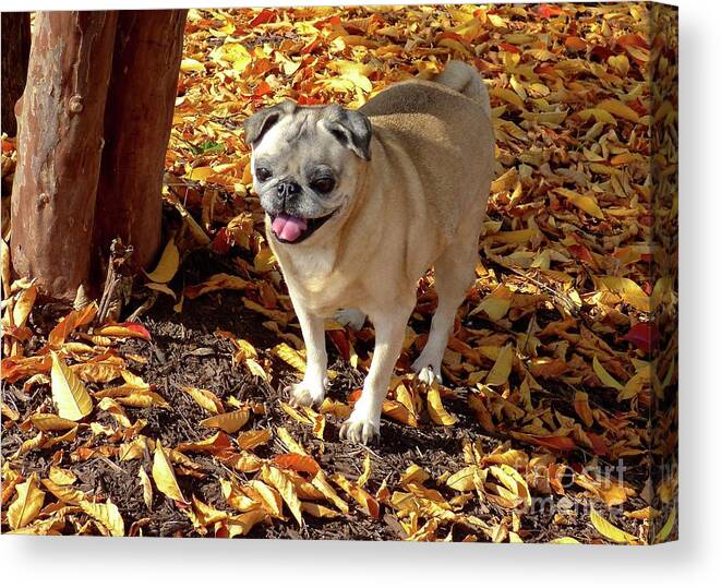 Pug Canvas Print featuring the photograph Smile by Jean Wright