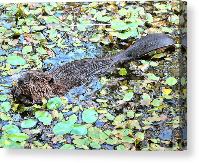 Beaver Canvas Print featuring the photograph Snack Time by Carl Olsen