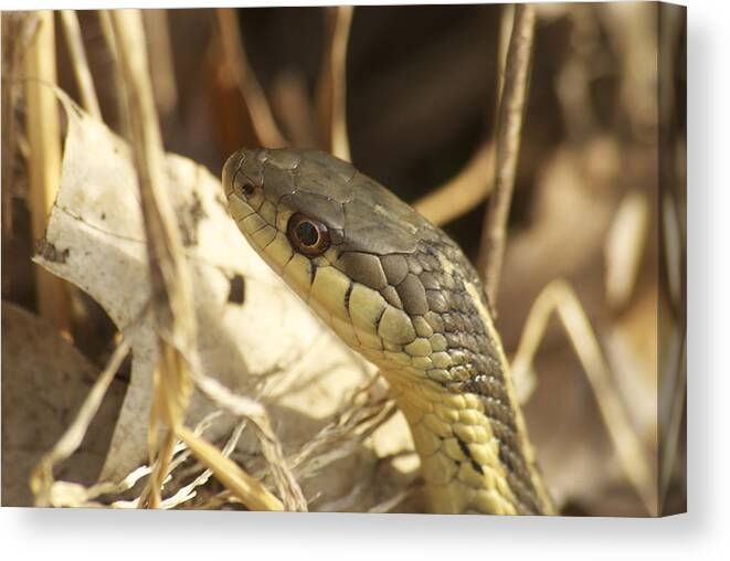 Wildlife Canvas Print featuring the photograph Snake Eye by Michael Peychich