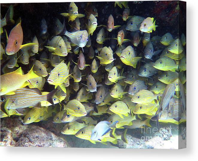 Underwater Canvas Print featuring the photograph Snapper Ledge by Daryl Duda