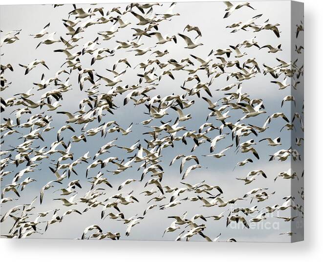 Snow Geese Canvas Print featuring the photograph Snow Goose Storm by Michael Dawson