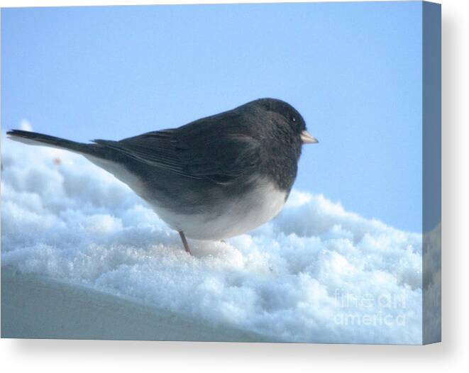 Bird Hopping In Snow Canvas Print featuring the photograph Snow Hopping #1 by Cindy Schneider