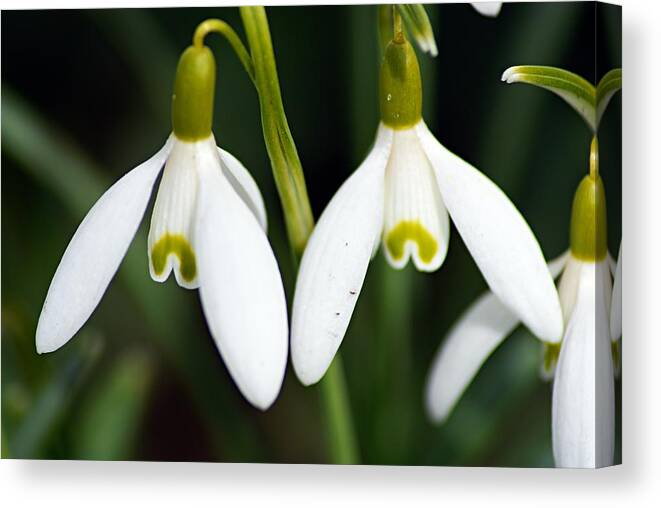 Snowdrops Canvas Print featuring the photograph Snowdrops by Larry Ricker
