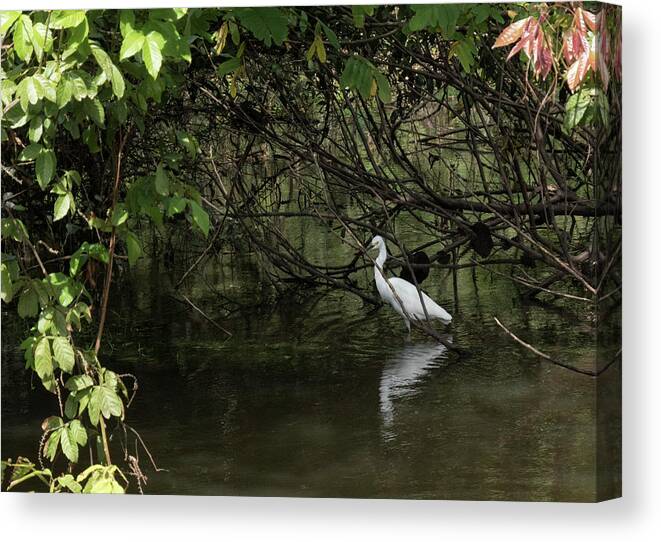 Egret Canvas Print featuring the photograph Snowy Egret by Jessica Levant