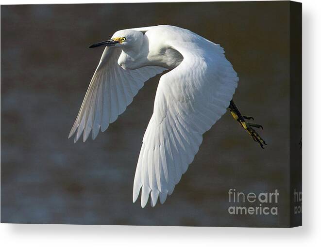 Snowy Egret Canvas Print featuring the photograph Snowy Hop by Art Cole