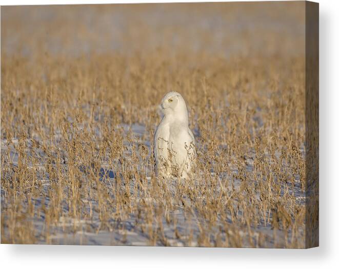 Snowy Owl (bubo Scandiacus) Canvas Print featuring the photograph Snowy Owl 2016-5 by Thomas Young