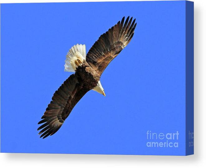Blue Canvas Print featuring the photograph Soaring into the Blue by Paula Guttilla