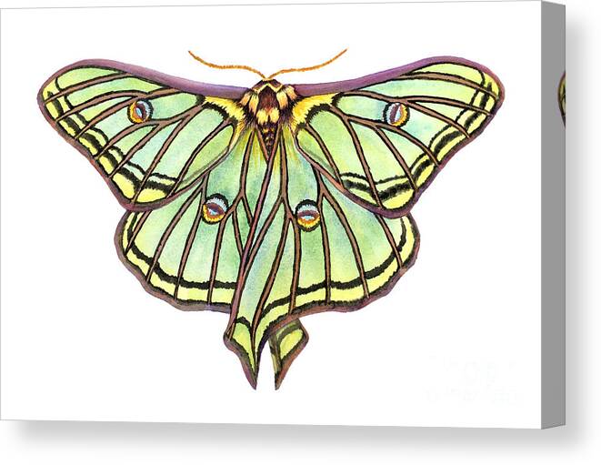 Spanish Moon Moth Canvas Print featuring the painting Spanish Moon Moth by Lucy Arnold