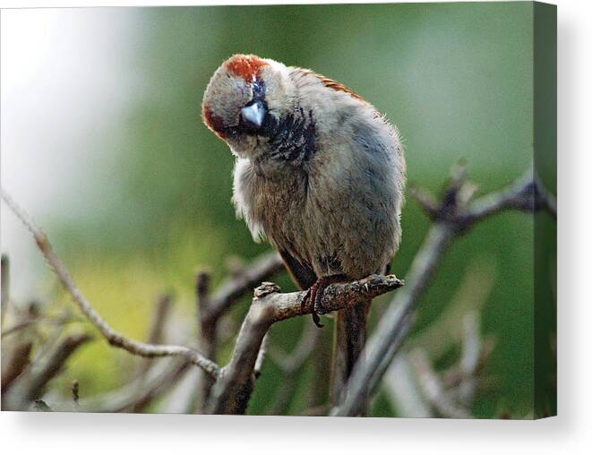 Humor Canvas Print featuring the photograph Sparrow Puzzled at what It sees by Steve Somerville