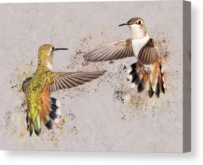 Rufous Hummingbirds Canvas Print featuring the photograph Splatter Wars I by Leda Robertson